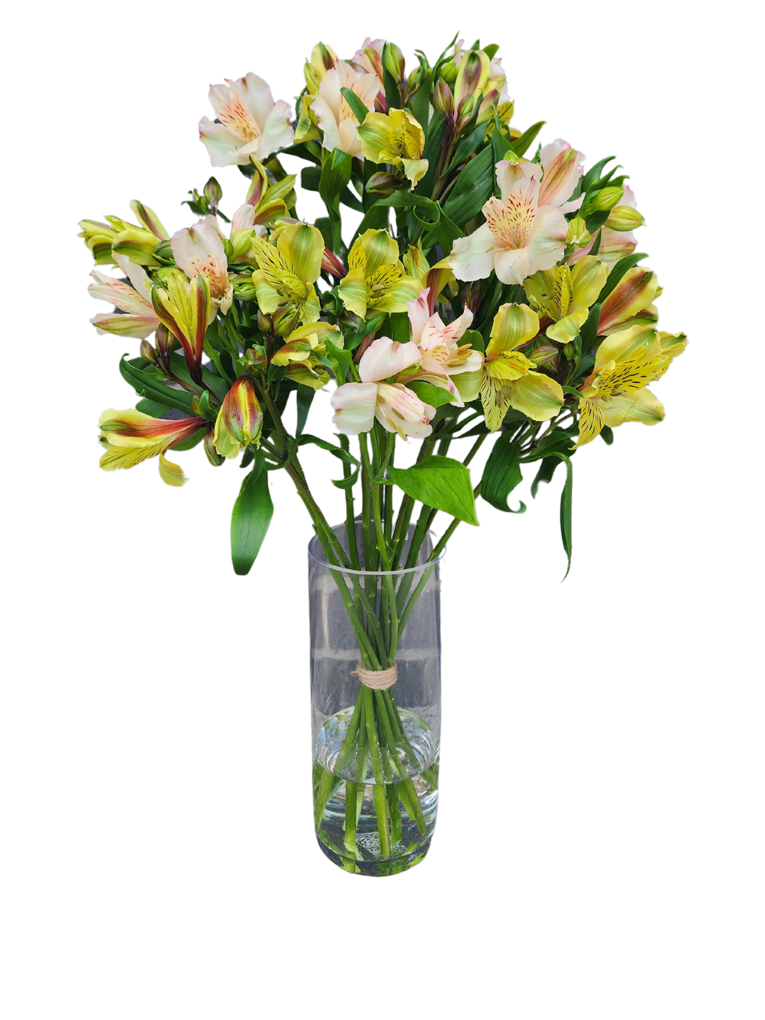 Alstroemeria