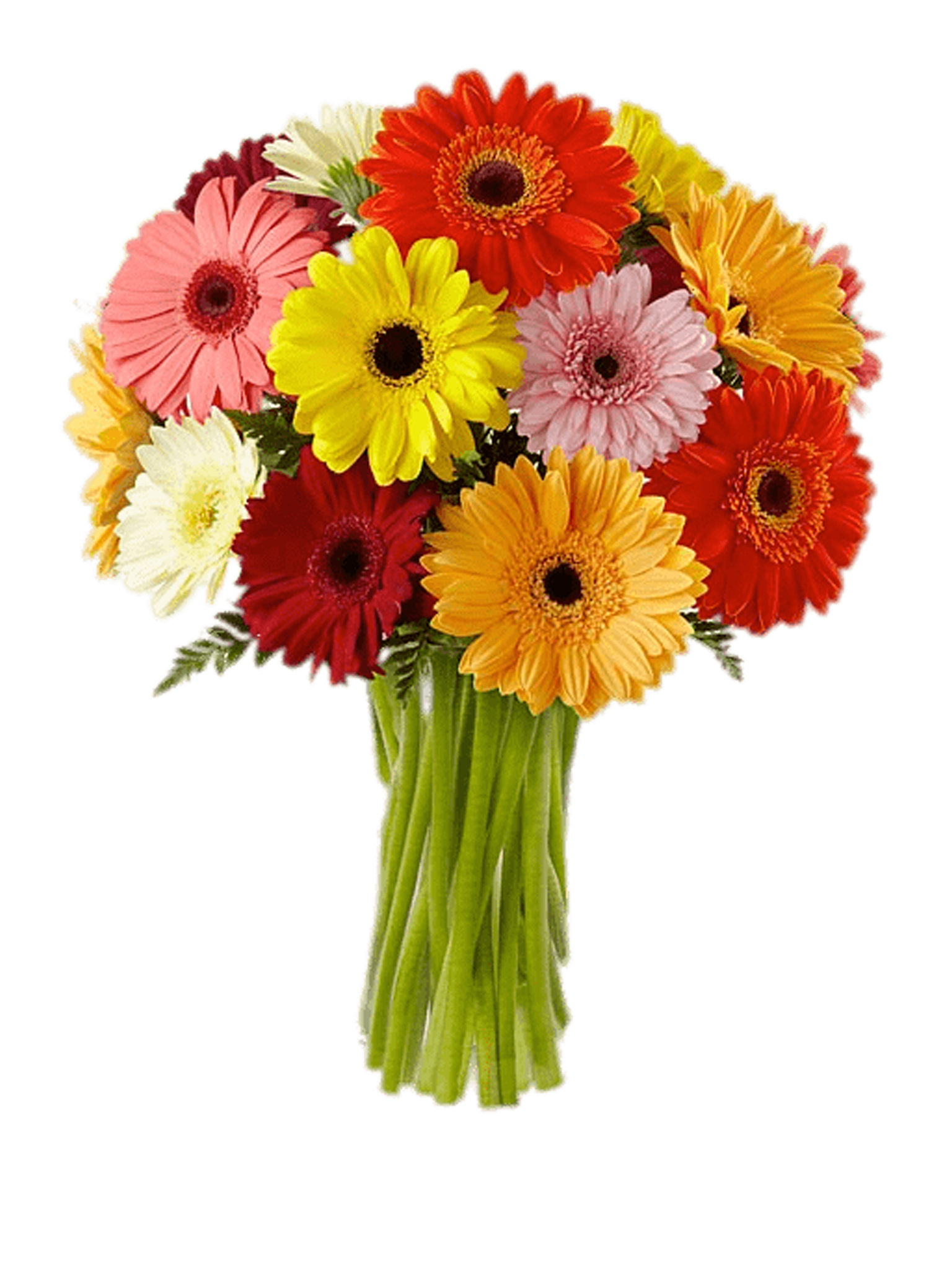 Gerberas