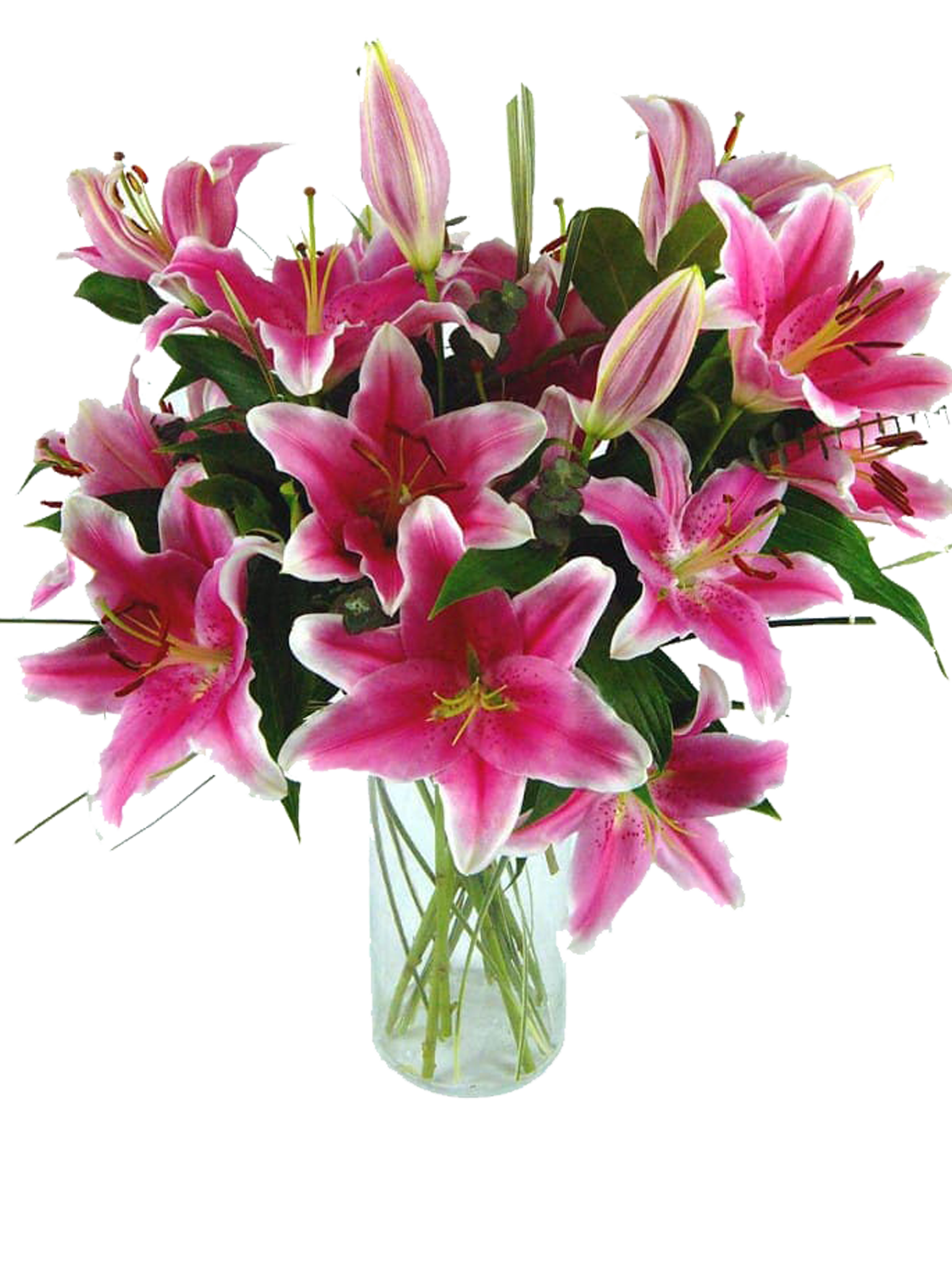 Oriental Lillies